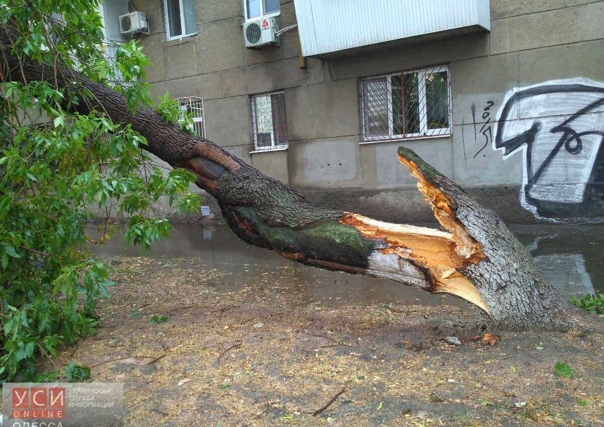 В Одессе затопило 8 крупных магистралей и рухнуло 30 деревьев «фото»