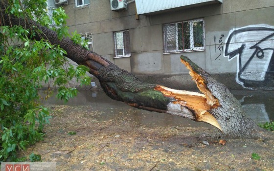 В Одессе затопило 8 крупных магистралей и рухнуло 30 деревьев «фото»