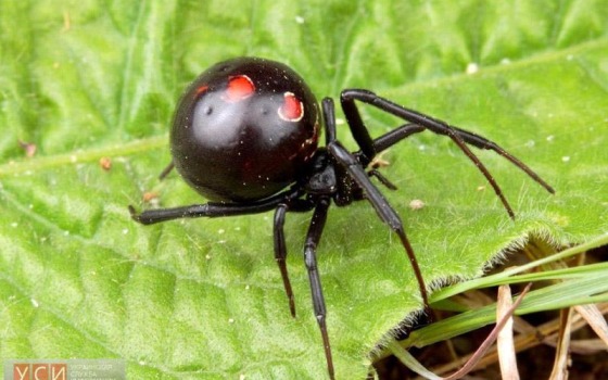 В Килийском районе двое людей пострадали от укусов каракурта «фото»