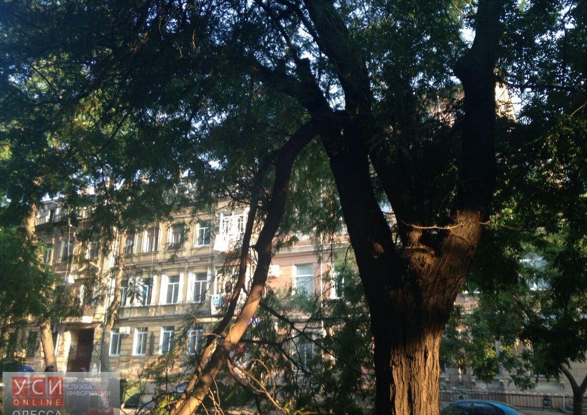 В центре Одессы дерево упало на тротуар (фото) «фото»