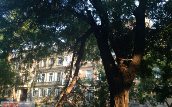 В центре Одессы дерево упало на тротуар (фото) «фото»