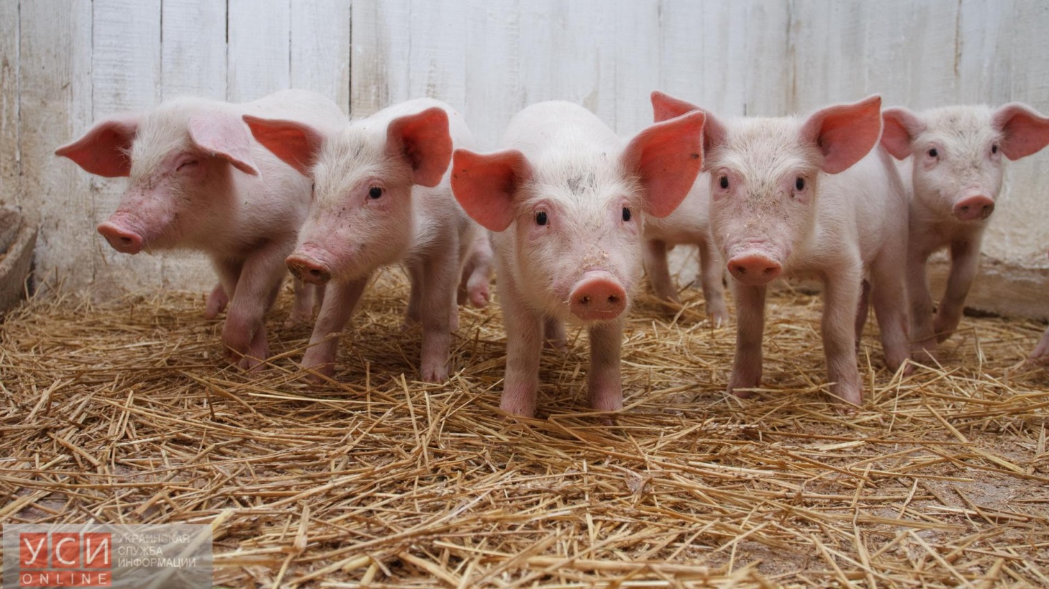 Африканская чума свиней зафиксирована в еще одном районе Одесской области «фото»