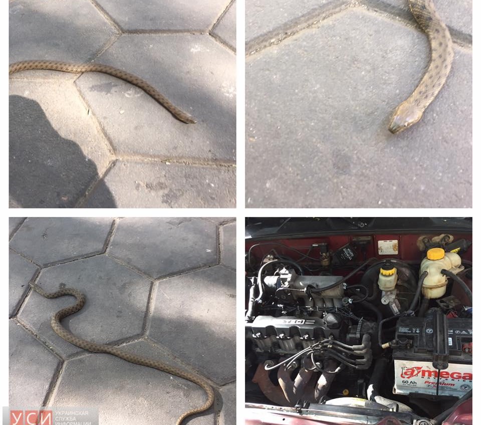  Змея заползла в автомобиль к одесситу (фото) «фото»