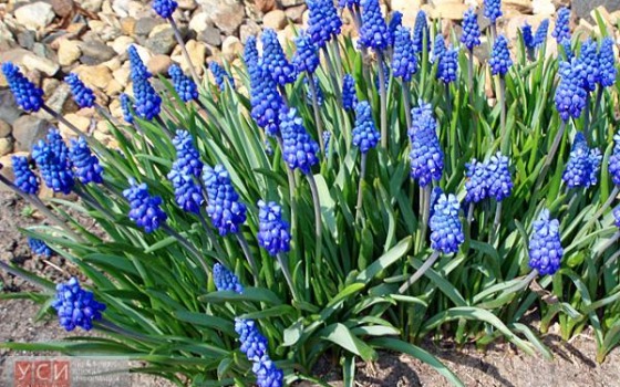 Одесские склоны превратятся в цветущий рай (фото) «фото»