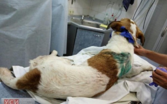 На Каролино-Бугазе расстреливали бездомных собак, – очевидцы (фото) «фото»