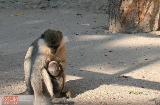 В Одесском зоопарке впервые у зеленых мартышек появилось потомство (фото) «фото»