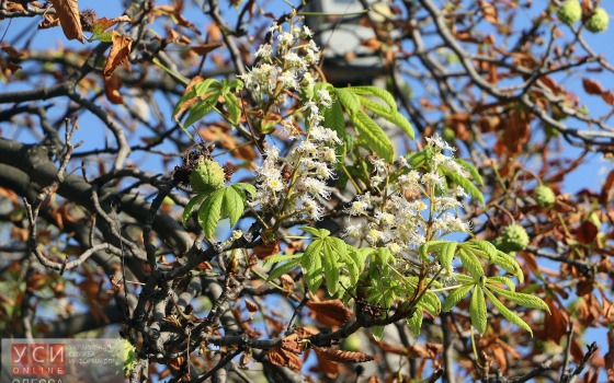 Посреди сентября на Черемушках зацвели каштаны (фоторепортаж) «фото»
