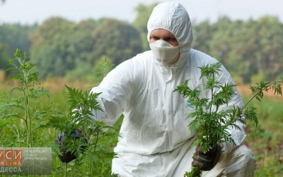 В Одессе чиновники и ученые не нашли радикального способа борьбы с амброзией «фото»