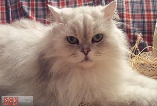 В парке Шевченко пройдет показ мод для домашних питомцев «фото»