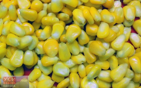 В Одесской области работник зерноперерабатывающего предприятия утонул в кукурузе «фото»