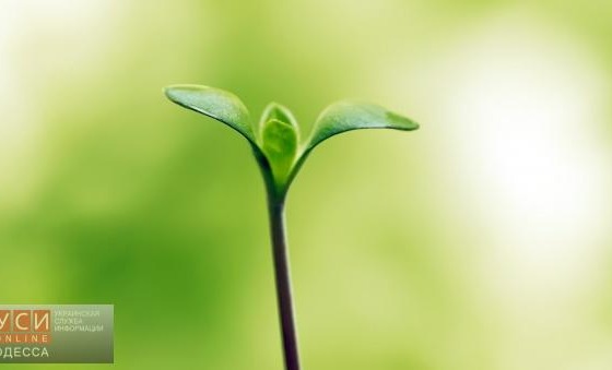 В Одессе планируют масштабную зачистку зеленых зон «фото»