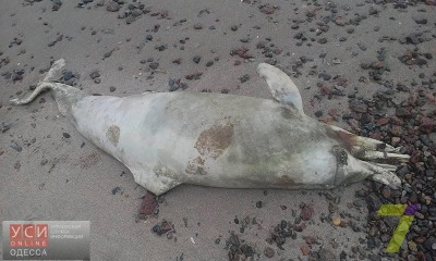 В Аркадии на пляж выбросило мертвого дельфина (фото) «фото»