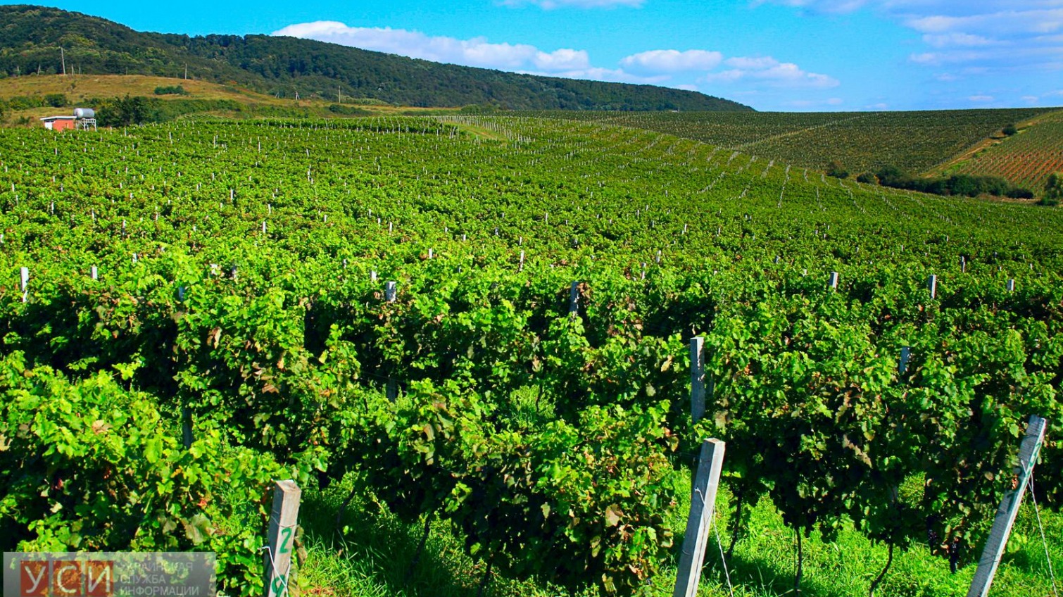 В Одесской области зарегистрировано самое большое количество юрлиц, занимающихся производством вина, – данные «фото»