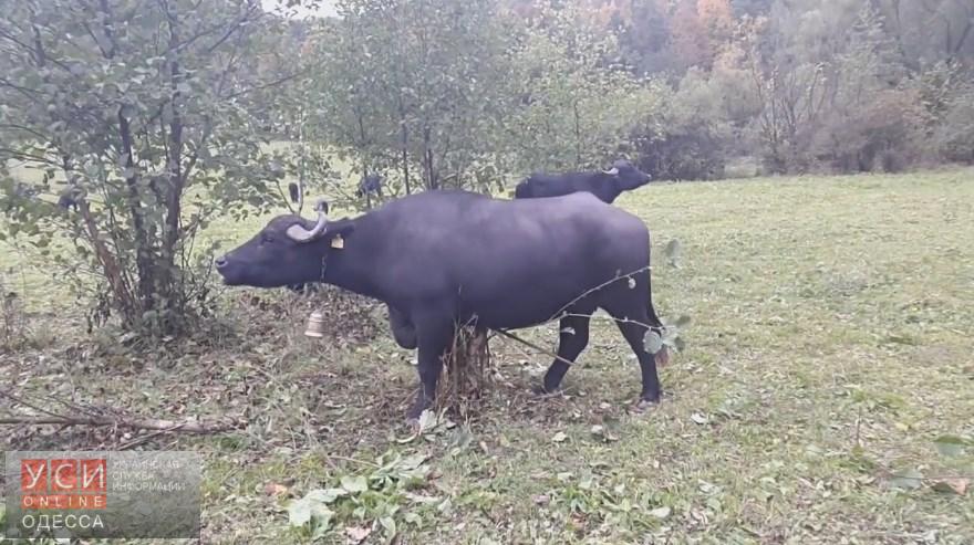 В Одесскую область завезли экспериментальное стадо буйволов (фото) «фото»