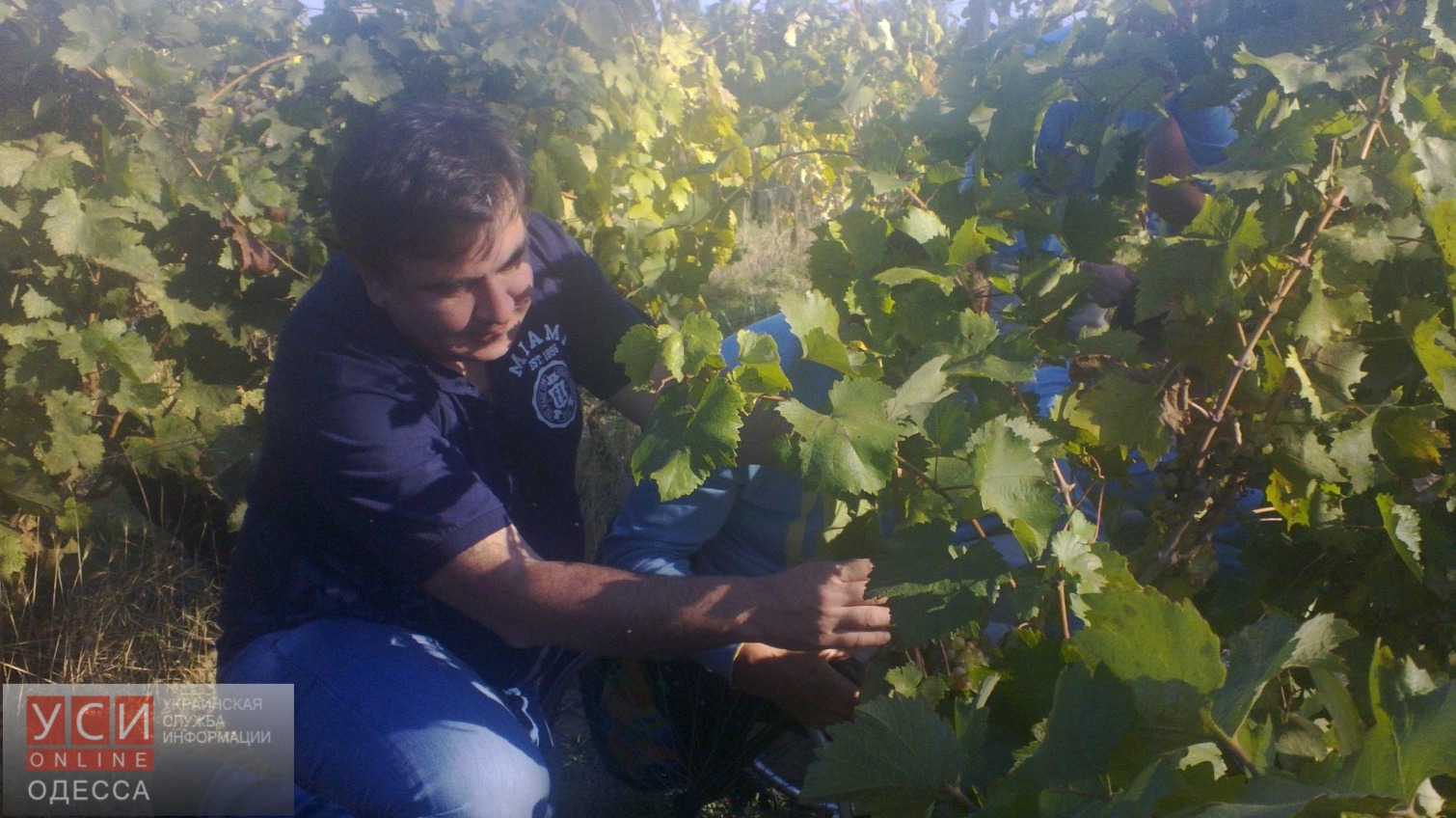 Саакашвили намерен приравнять украинские вина к итальянским (фото) «фото»