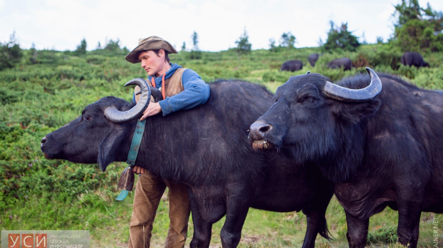 Немецкий эколог везет на Одесчину 15 буйволов из Закарпатья (фото, видео) «фото»