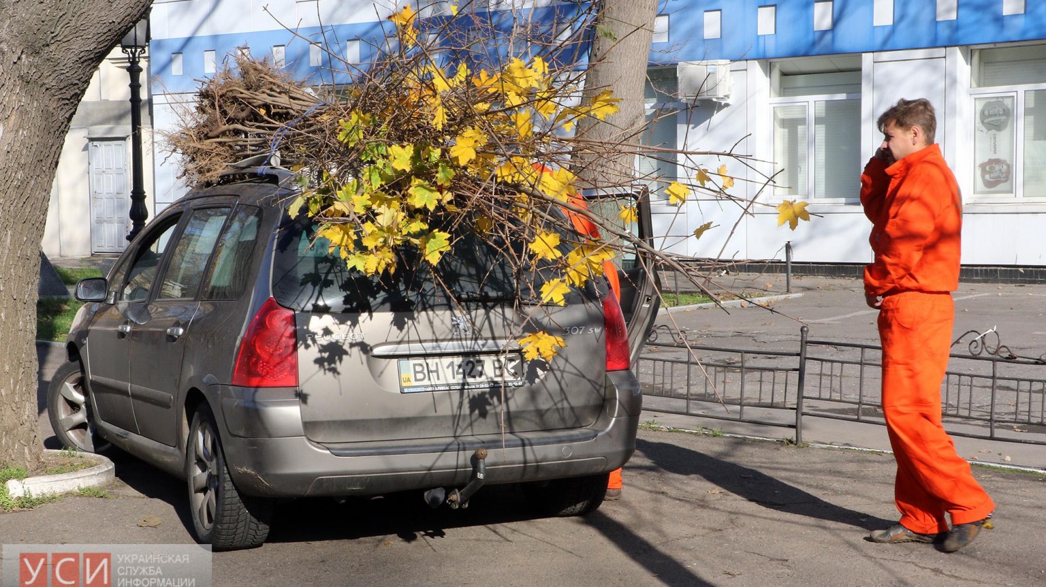 Неравнодушные одесситы высадили 40 деревьев на Французском бульваре (фоторепортаж) «фото»