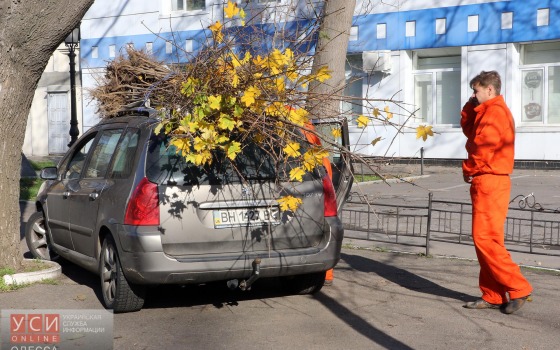 Неравнодушные одесситы высадили 40 деревьев на Французском бульваре (фоторепортаж) «фото»