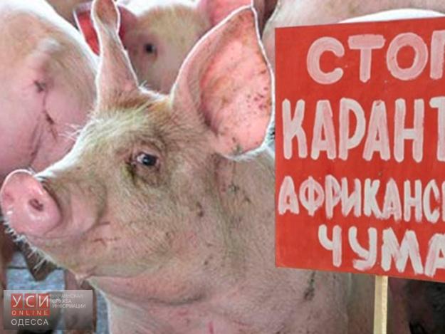 Вспышка африканской чумы свиней: полиция перекрыла Овидиопольскую дорогу «фото»