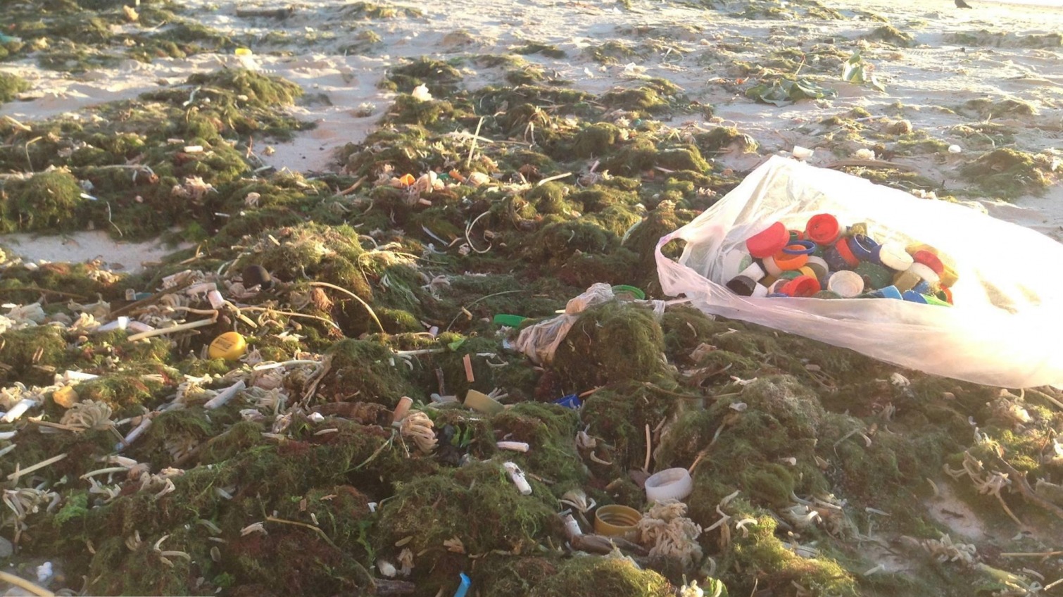 В Одессе начали переработку пластиковых отходов, собранных на пляже (фото) «фото»