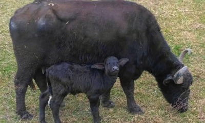 В придунайских плавнях впервые родился буйвол (фото) «фото»