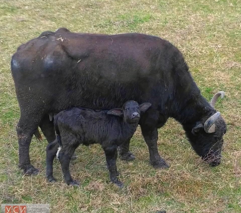 В придунайских плавнях впервые родился буйвол (фото) «фото»