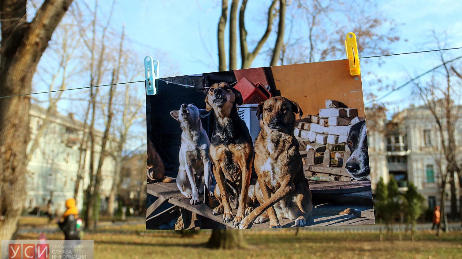В Горсаду активисты провели фотовыставку собак из приюта и призвали одесситов помогать животным (фото) «фото»