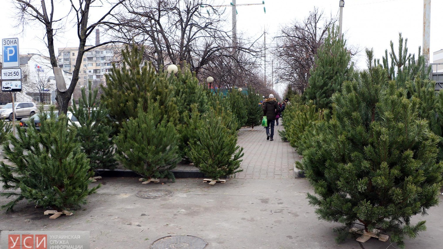 Одесские полицейские ищут незаконные точки продажи елок: они могут быть токсичны «фото»