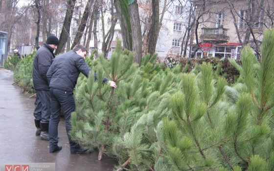 В Одесской области по “горячей линии” можно сообщать о незаконных точках продажи елок: вместо бирок теперь этикетки «фото»