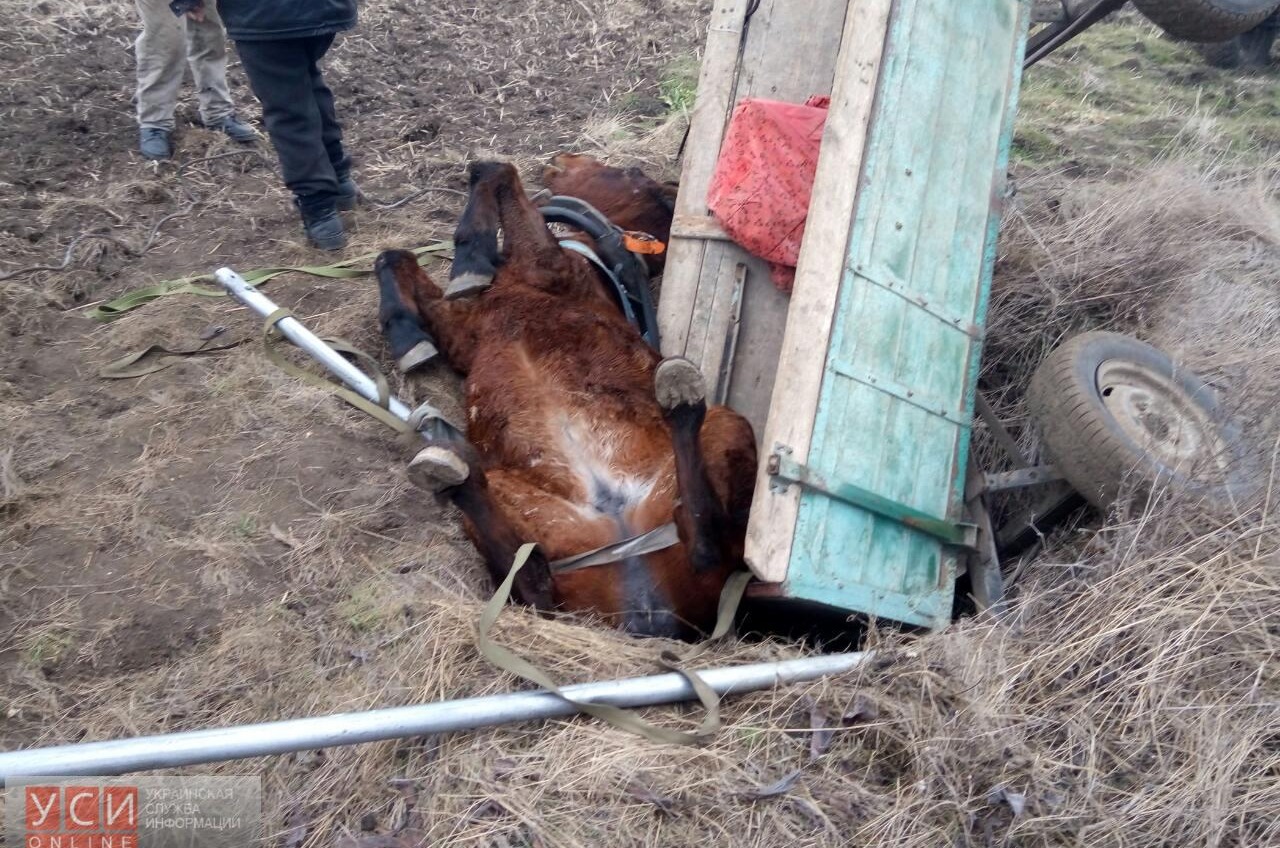 В Одесской области спасатели вытаскивали коня из колодца (фото) «фото»
