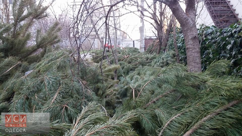 В одесском зоопарке собирают новогодние деревья: опилки пустят на утепление вольеров и корм «фото»