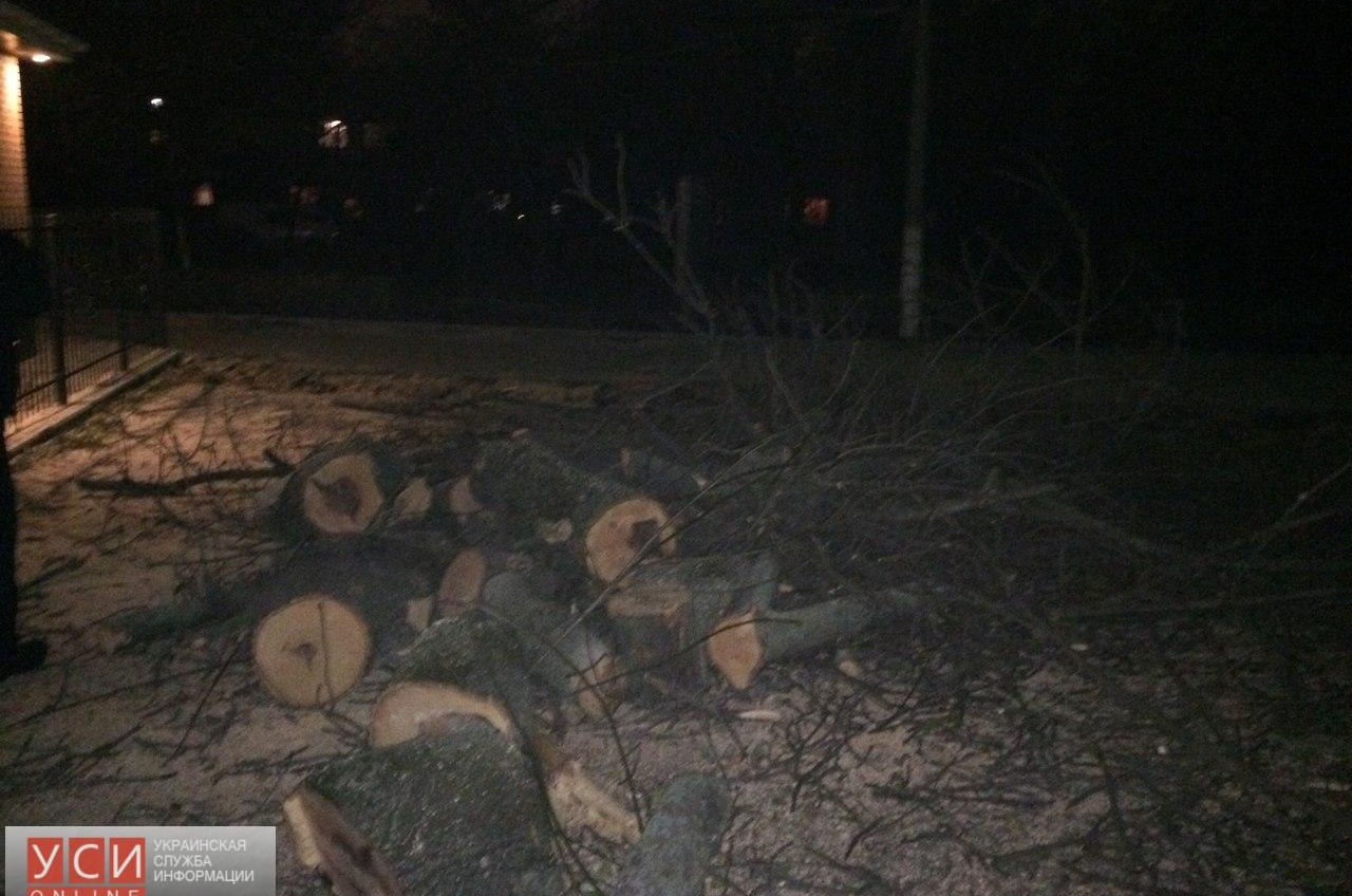 Активисты организовывают дежурства в Преображенском парке, чтобы помешать коммунальщикам срезать здоровые деревья «фото»