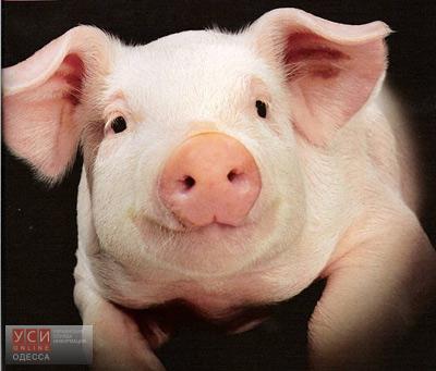 В Саратском районе 70 свиней умерли от африканской чумы «фото»