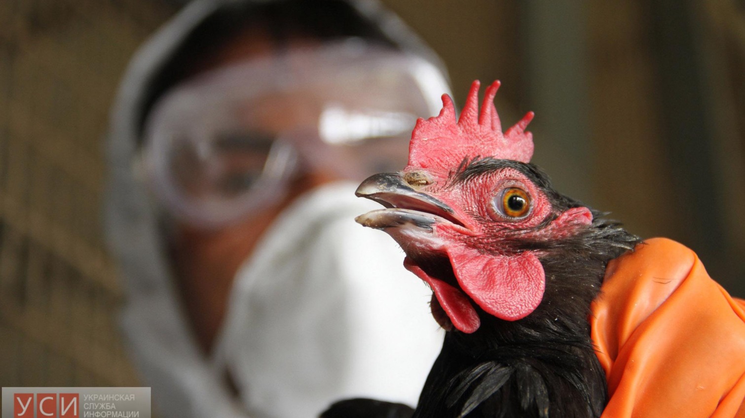 Евросоюз запретил ввоз одесской курятины из-за птичьего гриппа «фото»