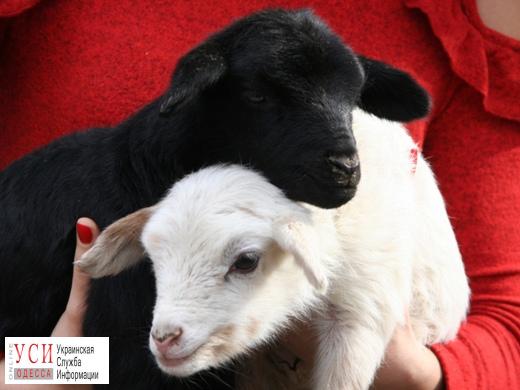 Накануне весны Одесский зоопарк пополнился двумя малышами камерунских овец (фото) «фото»