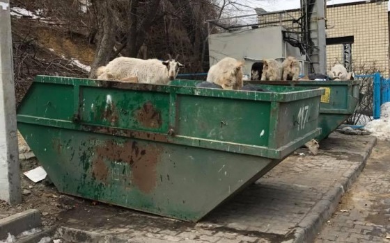 В Аркадии козы атаковали мусорные контейнеры (фотофакт) usionline.com В Аркадии козы атаковали мусорные контейнеры (фотофакт) «фото»