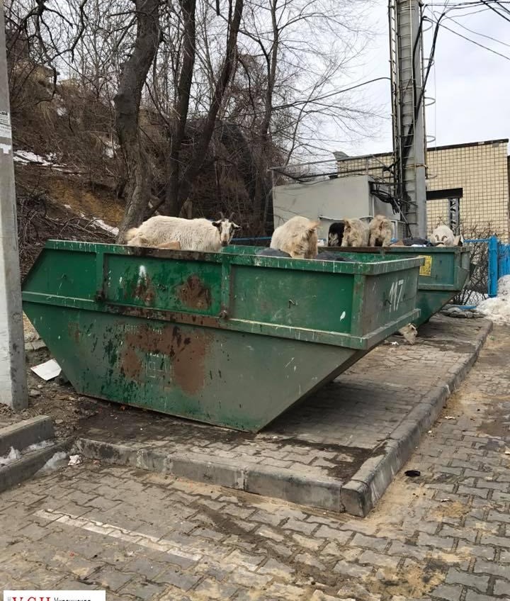 В Аркадии козы атаковали мусорные контейнеры (фотофакт) «фото»