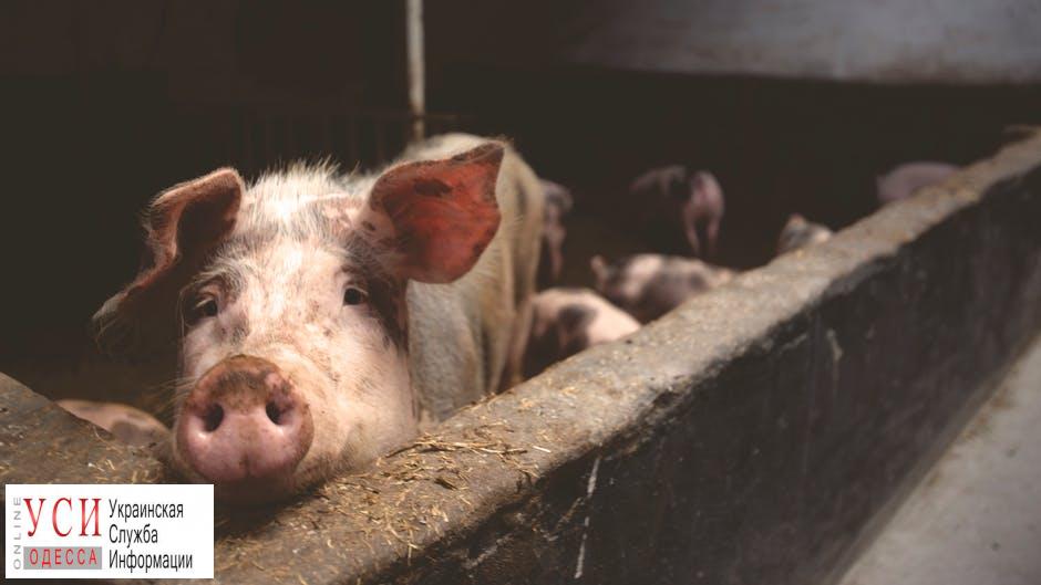 Гибель свиней снова зафиксирована в Одесской области «фото»
