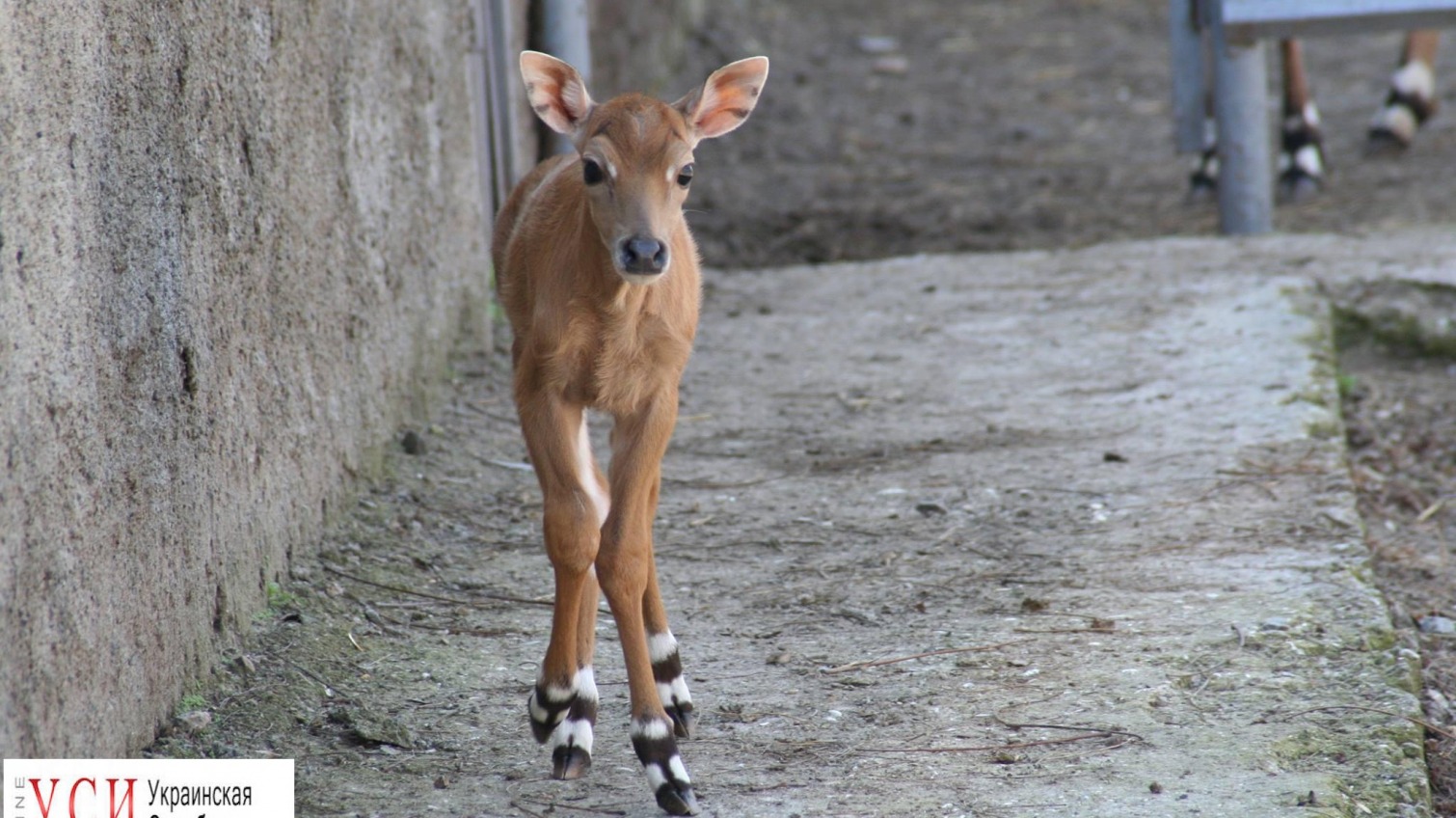 В Одесском зоопарке впервые родилась антилопа Нильгау (фото) «фото»