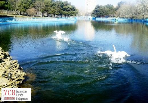 В пруды парка Победы запустили лебедей (фото) «фото»