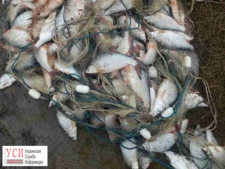 В Вилково поймали браконьеров с уловом на 96 тысяч гривен (фото) «фото»