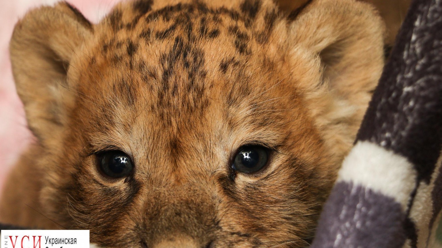Директор зоопарка: освобожденный пограничниками львенок может стать основой для одесского прайда (фото) «фото»