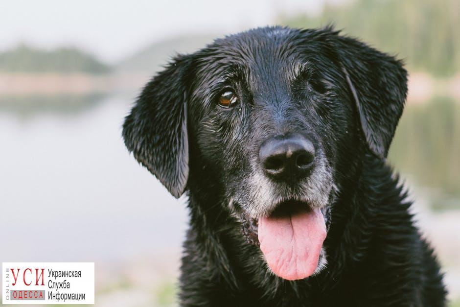 В Черноморске травят собак: за три дня погибло трое животных «фото»