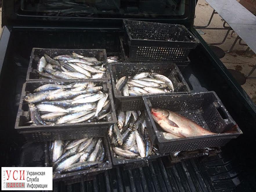 Дунай: браконьеры прикинулись учеными и выловили 200 кг рыбы (фото) «фото»