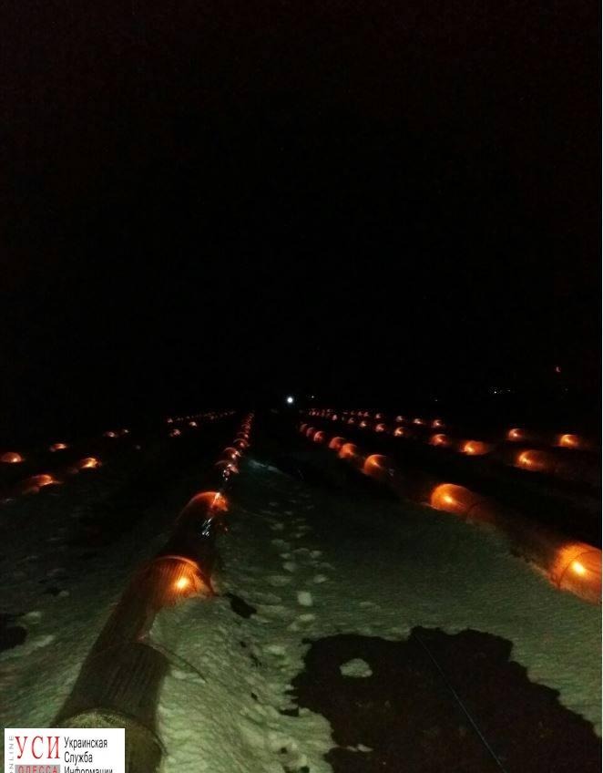 Одесские фермеры со свечами спасали дыни и арбузы (фото) «фото»