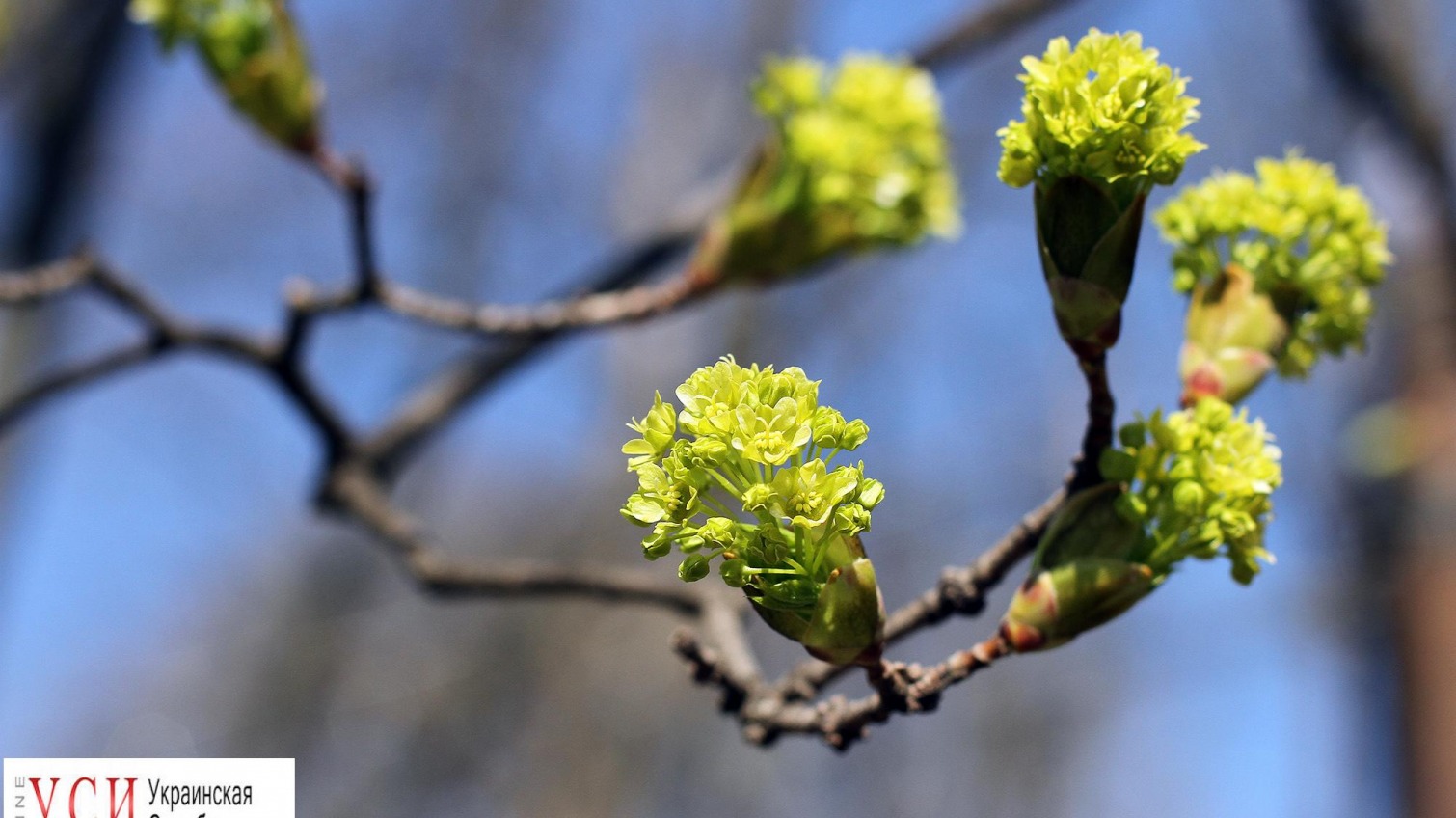 Торжество весны: в Одессе зацвели тысячи деревьев (фоторепортаж) «фото»