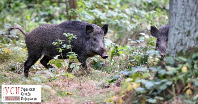 У диких кабанов Одесской области обнаружена африканская чума свиней «фото»