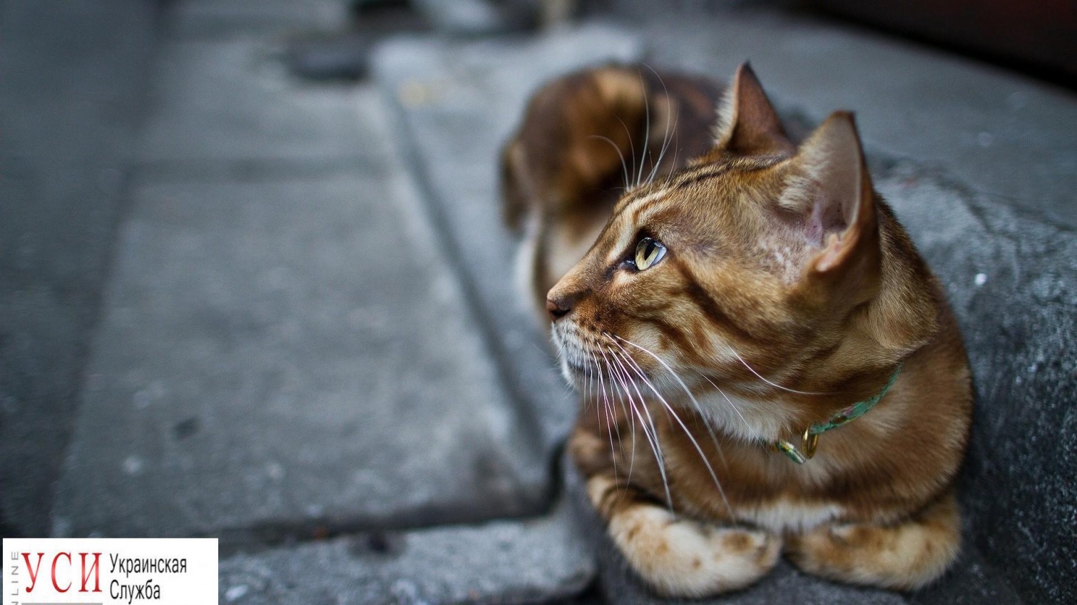 Одесских котов хотят признать частью экосистемы города «фото»