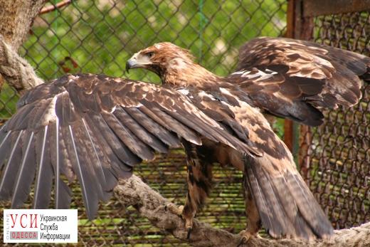 Пара редких орлов даст потомство в Одесском зоопарке «фото»