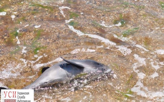 В Черноморке спасали зубатого кита: телефоны помощи морским млекопитающим (фото) «фото»